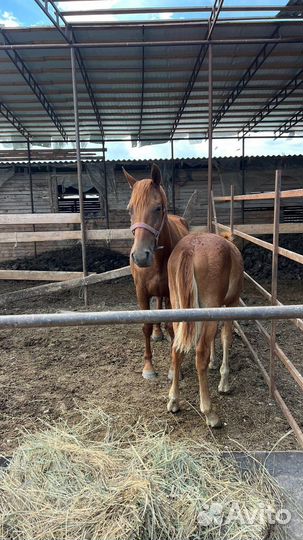 Кобыла с жеребчиком