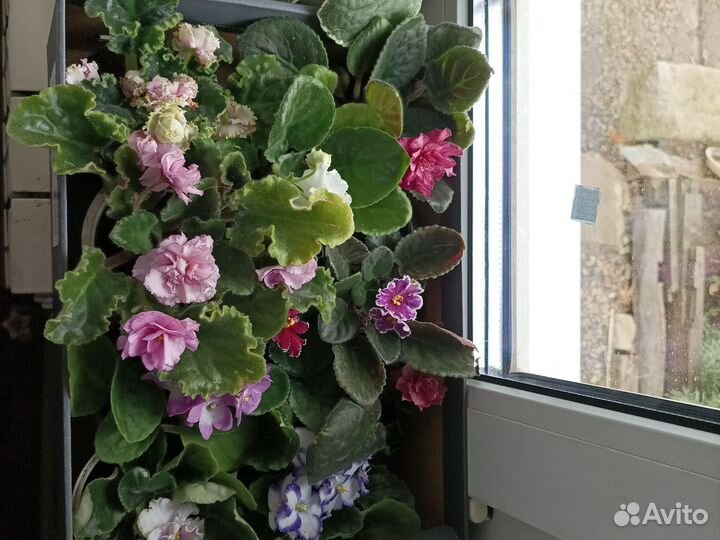 Фиалки очень к