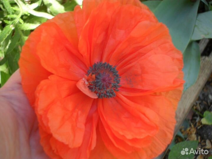 Растения для Вашего сада