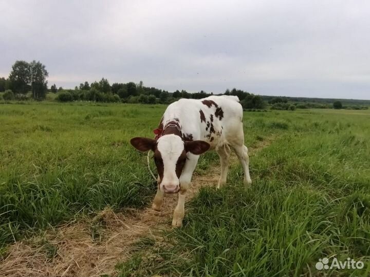 Телочка айширская