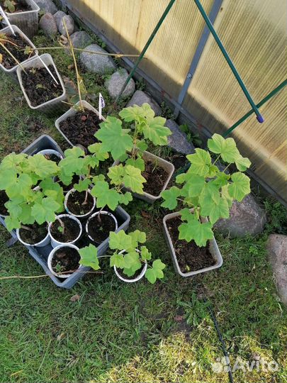 Красная смородина