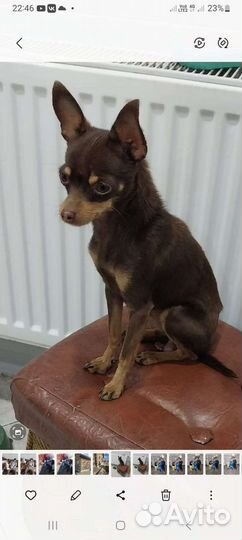 Мини той-терьер щенки