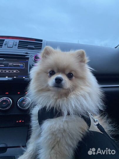 Померанский шпиц вязка