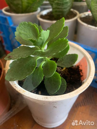 Цветы домашние