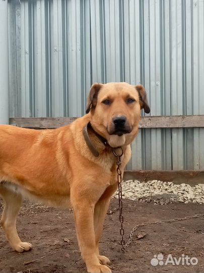 Собачка Люся