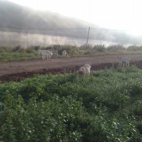 Козы, помесь алпийца и нубийки