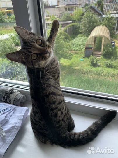 Кошка вязка