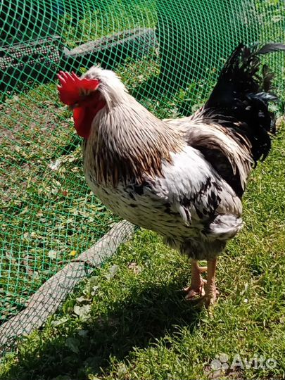 Молодые петухи,взрослые петухи