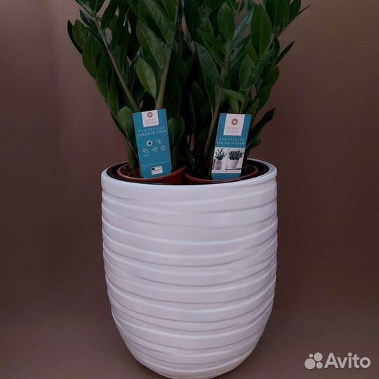 Замиокулькас Комнатные растения Тюмень