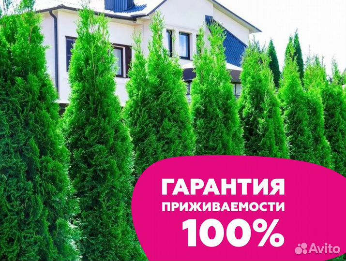 туи калининград