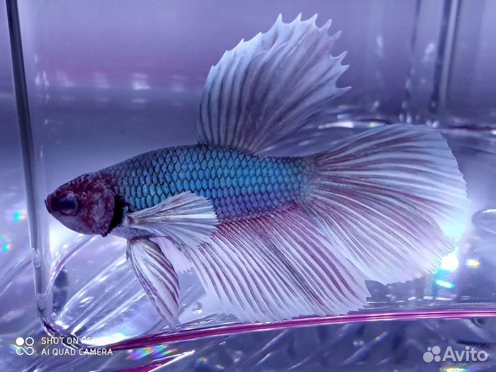 Рыбка петушок