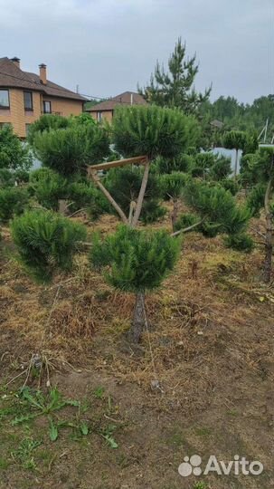 Сосна бонсай