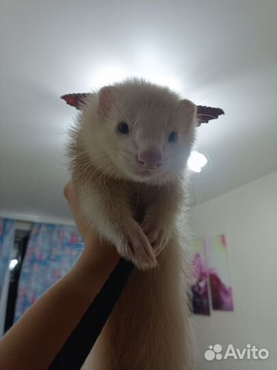 Хорёк на фотосессии, заказы, праздники