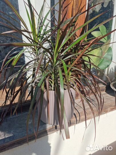 Пальма драцена