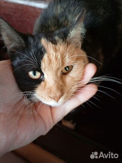 Котёнок трёхцветная