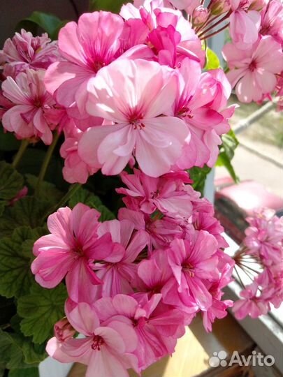 Пеларгония зональная Occold Lagoon