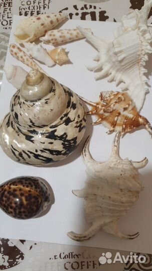 Ракушки морские