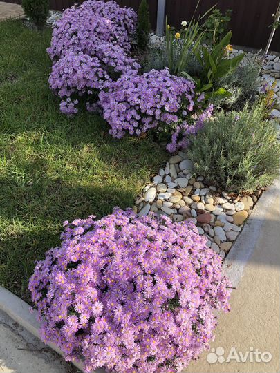 Хризантемы сентябрины, трава для озеленения