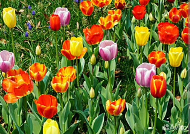 Луковицы тюльпанов