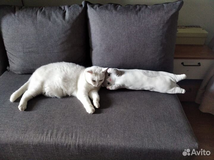 Кошка шотландская прямоухая