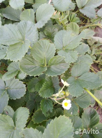 Клубника ремонтантная