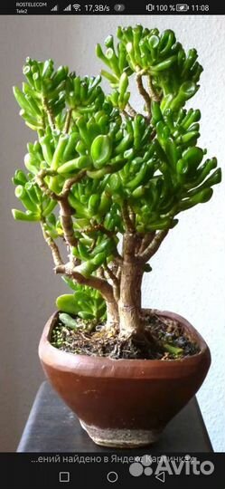 Крассула хоббит