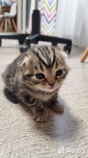 Британские котята