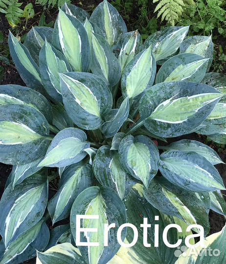 Хоста-Эротика