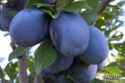 Слива сорт Топ Гигант саженцы