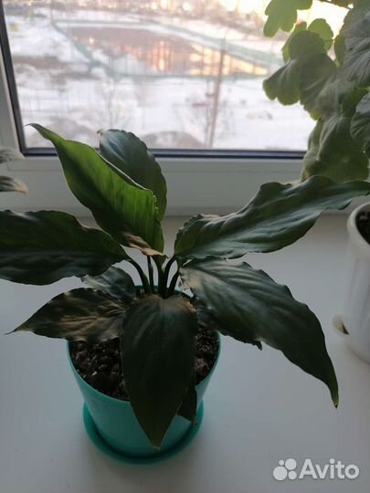 Спатифиллум (женское счастье)