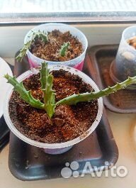 Суккуленты