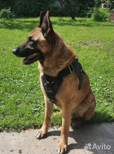 Малинуа вязка