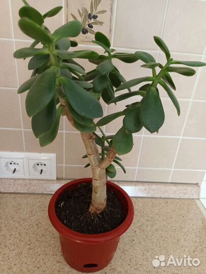 Денежное дерево