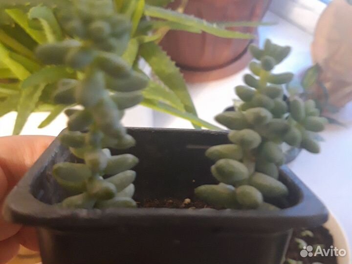 Очиток седум моргана