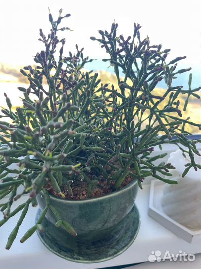 Сиккуленты