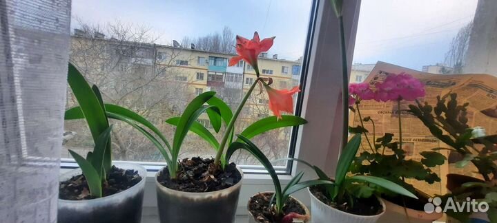 Гиппиаструм