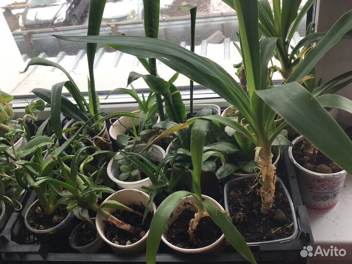 Алоэ, каланхоэ