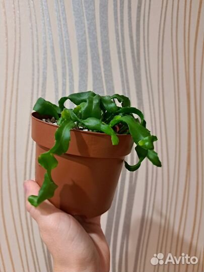 Эпифиллум Гватемальский