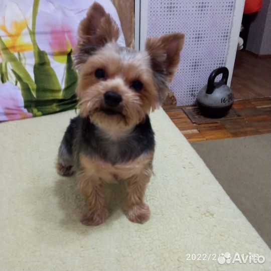 Йоркширский терьер мини вязка
