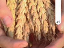 Продам пшеницу 2,тонны 1тонна 10 тыс
