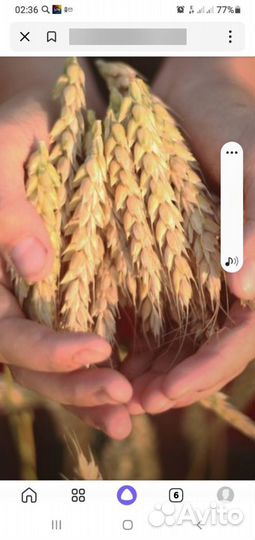 Продам пшеницу 2,тонны