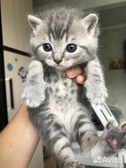 Британские котята