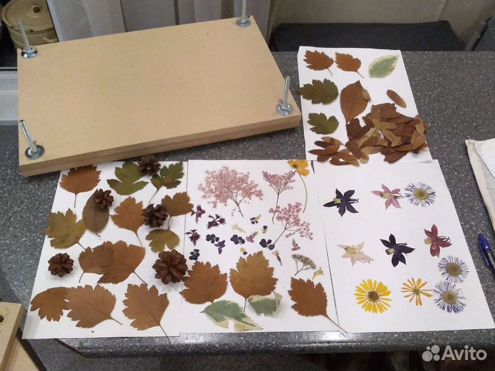 Гербарий для поделок. Пресс для гербария