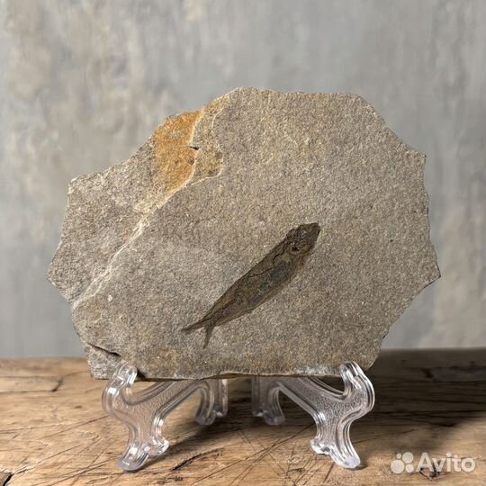 Рыба окаменелая Clupea sp