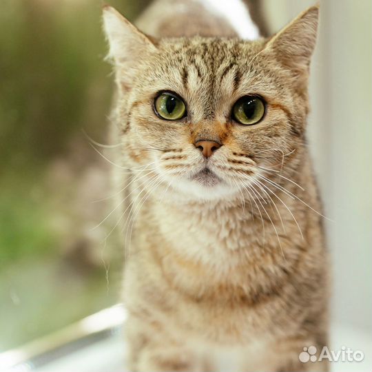 Котик Байрон ищет дом