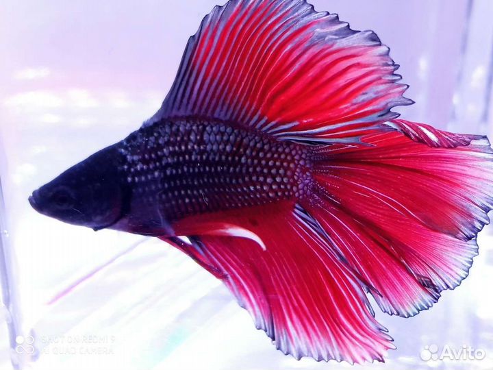 Рыбка петушок