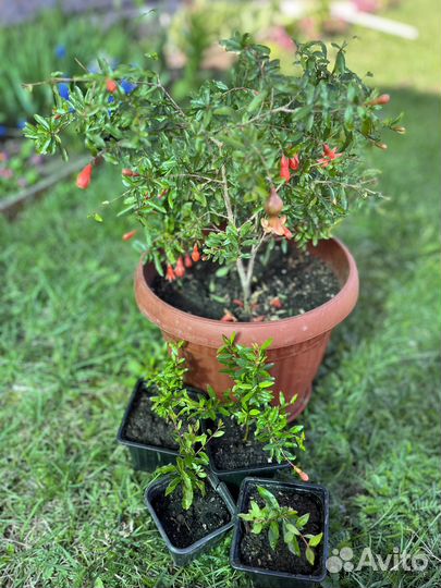 Гранат комнатный, гибискус махровый красный