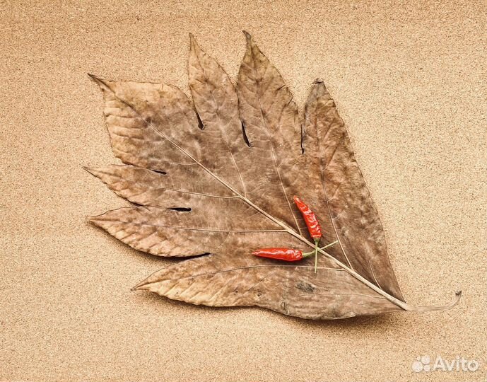 Сухие листья гербарий