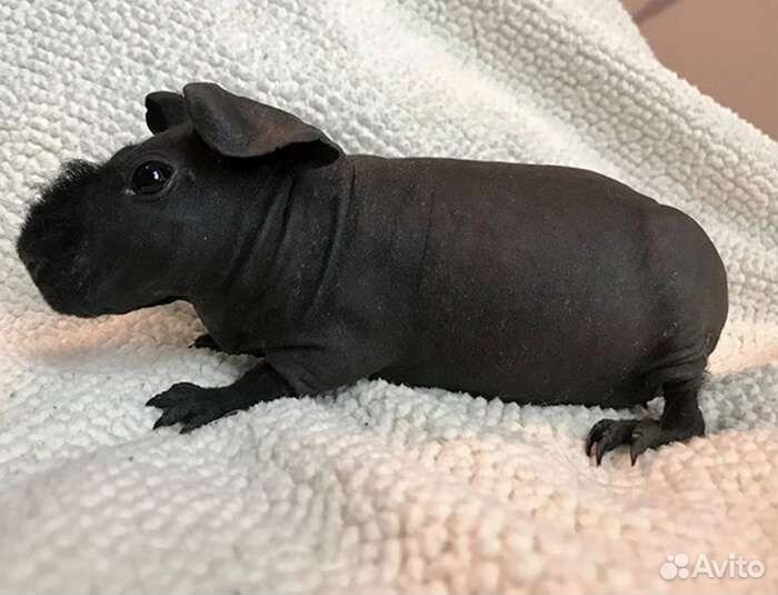 Морская свинка скинни