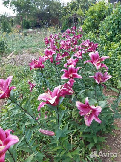 Лилия сортовая